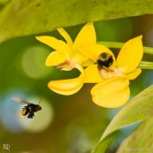 Mormodes sp. avec bourdon (orchidée) fleur