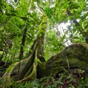 Jungle bolivienne