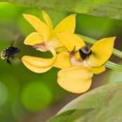 Mormodes sp. avec bourdon (orchidée)