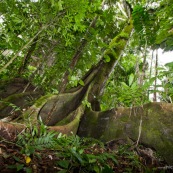 Ficus igueron