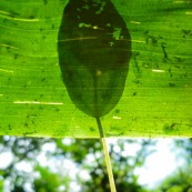 Ombre d'une feuille