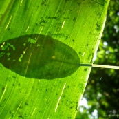 Ombre d'une feuille