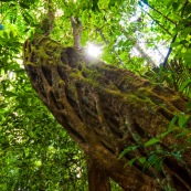 Enorme liane en foret tropicale, amazonienne, en Guyane. A l'interieur du parc amazonien de Guayne.