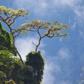 Epiphytes sur arbre