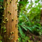 Arbre avec un tronc et des piquants. Pic. Epines.