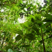 Vue en contre-plongée de la forêt tropicale.