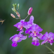 Orchidée violette avec guepe