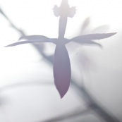 Epidendrum secundum