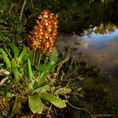 Otoglossum webebaueri