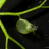 utricularia utriculaire piege outre sous-marine plante carnivore