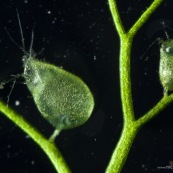 utricularia utriculaire piege outre sous-marine plante carnivore