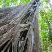 Ficus etrangleur Saül Guyane. Arbre remarquable. Figuier etrangleur. Forêt tropicale. Sentier roche bateau.