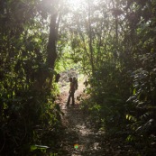 Forêt amazonienne Guyane Saül lianes  foêt tropicale. Soleil. randonneur femme et son bébé sur le dos.