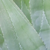 Agave americana