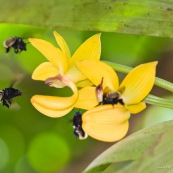 Mormodes sp. avec bourdon (orchidée) fleur