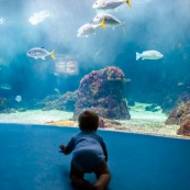 Aquarium de Guadeloupe. Le Gosier. Bebe (enfant) devant un grand aquarium avec des poissons. Tourisme.