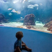 Aquarium de Guadeloupe. Le Gosier. Bebe (enfant) devant un grand aquarium avec des poissons. Tourisme.
