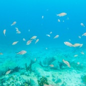 Fonds sous-marin de Guadeloupe. Poissons. Vue sous-marine. Sous l'eau. Plongee. Snorkeling.