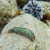 Fonds sous-marin de Guadeloupe. Vue sous-marine. Sous l'eau. Plongee. Sorte de mille-pattes, chenille, limace.