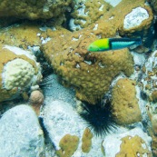 Fonds sous-marin de Guadeloupe. Poissons. Vue sous-marine. Sous l'eau. Plongee. Snorkeling. Poissons.