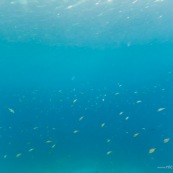 Fonds sous-marin de Guadeloupe. Poissons. Vue sous-marine. Sous l'eau. Plongee. Snorkeling.