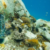 Fonds sous-marin de Guadeloupe. Poissons. Vue sous-marine. Sous l'eau. Plongee. Snorkeling. Coraux. Oursins.