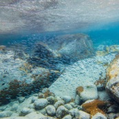 Fonds sous-marin de Guadeloupe. Poissons. Vue sous-marine. Sous l'eau. Plongee. Snorkeling. Banc de poissons. Surface visible. Il pleut.