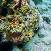 Fonds sous-marin de Guadeloupe. Poissons. Vue sous-marine. Sous l'eau. Plongee. Snorkeling. Coraux. Oursins.
