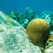 Fonds sous-marin de Guadeloupe. Poissons. Vue sous-marine. Sous l'eau. Plongee. Snorkeling. Coraux. Oursins.  Corail cerveau.