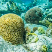 Fonds sous-marin de Guadeloupe. Poissons. Vue sous-marine. Sous l'eau. Plongee. Snorkeling. Coraux. Oursins.  Corail cerveau.