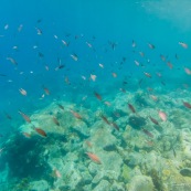 Fonds sous-marin de Guadeloupe. Poissons. Vue sous-marine. Sous l'eau. Plongee. Snorkeling. Coraux. Oursins.  Banc de poissons.