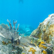 Fonds sous-marin de Guadeloupe. Poissons. Vue sous-marine. Sous l'eau. Plongee. Snorkeling. Coraux. Oursins.  Nageur a la surface. Tourisme. Plongeur.