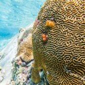 Fonds sous-marin de Guadeloupe. Poissons. Vue sous-marine. Sous l'eau. Plongee. Snorkeling. Coraux. Corail cerveau. Anemone de mer.