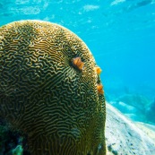 Fonds sous-marin de Guadeloupe. Poissons. Vue sous-marine. Sous l'eau. Plongee. Snorkeling. Coraux. Corail cerveau. Anemone de mer.