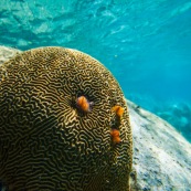 Fonds sous-marin de Guadeloupe. Poissons. Vue sous-marine. Sous l'eau. Plongee. Snorkeling. Coraux. Corail cerveau. Anemone de mer.