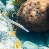 Fonds sous-marin de Guadeloupe. Poissons. Vue sous-marine. Sous l'eau. Plongee. Snorkeling. Coraux. Poisson trompette. Aulostomus chinensis.