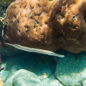 Fonds sous-marin de Guadeloupe. Poissons. Vue sous-marine. Sous l'eau. Plongee. Snorkeling. Coraux. Poisson trompette. Aulostomus chinensis.