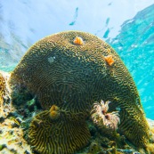 Fonds sous-marin de Guadeloupe. Poissons. Vue sous-marine. Sous l'eau. Plongee. Snorkeling. Coraux. Corail cerveau. Anemone de mer.