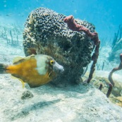 Fonds sous-marin de Guadeloupe. Poissons. Vue sous-marine. Sous l'eau. Plongee. Snorkeling. Coraux.