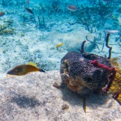 Fonds sous-marin de Guadeloupe. Poissons. Vue sous-marine. Sous l'eau. Plongee. Snorkeling. Coraux.