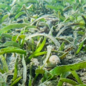 Fonds sous-marin de Guadeloupe. Poissons. Vue sous-marine. Sous l'eau. Plongee. Murene.