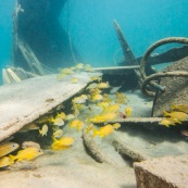 Fonds sous-marin de Guadeloupe. Poissons. Vue sous-marine. Sous l'eau. Plongee. Snorkeling. Epave.