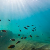 Fonds sous-marin de Guadeloupe. Poissons. Vue sous-marine. Sous l'eau. Plongee. Snorkeling. Rayons de lumiere.