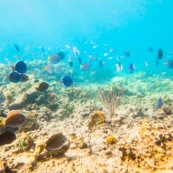 Fonds sous-marin de Guadeloupe. Poissons. Vue sous-marine. Sous l'eau. Plongee. Snorkeling.