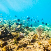 Fonds sous-marin de Guadeloupe. Poissons. Vue sous-marine. Sous l'eau. Plongee. Snorkeling.