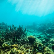 Fonds sous-marin de Guadeloupe. Poissons. Vue sous-marine. Sous l'eau. Plongee. Snorkeling. Corail. Coraux.