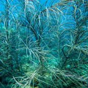 Fonds sous-marin de Guadeloupe. Poissons. Vue sous-marine. Sous l'eau. Plongee. Snorkeling. Corail. Coraux.