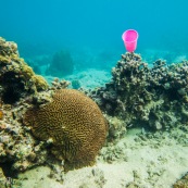 Fonds sous-marin de Guadeloupe. Poissons. Vue sous-marine. Sous l'eau. Plongee. Snorkeling. Corail. Coraux.  Gobelet plastique. Pollution.