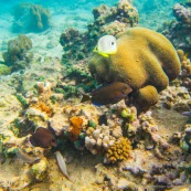 Fonds sous-marin de Guadeloupe. Poissons. Vue sous-marine. Sous l'eau. Plongee. Snorkeling. Corail. Coraux.