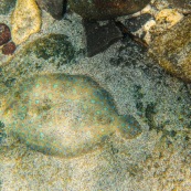 Fonds sous-marin de Guadeloupe. Poissons. Vue sous-marine. Sous l'eau. Plongee. Snorkeling. Poisson plat. Sole tropicale. Bothus lunatus.